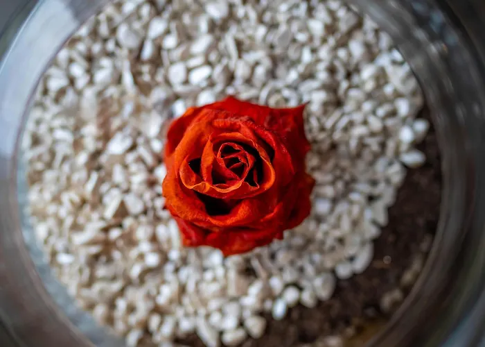 Le Des Pins Avec Et Sauna - Terrasse - Parking - Clim - Wifi Chalé Sanchey